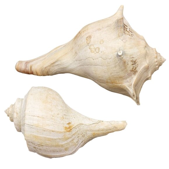 Set Of 2 Vintage Seashells - Large Conch & Spiral Whelk Shell for Coastal Decor - Picture 1 of 4